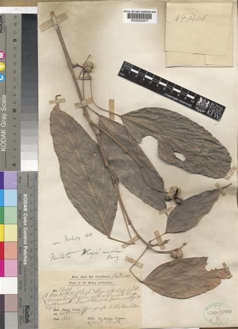 Mallotus wrayi King ex Hook.f. | Plants of the World Online | Kew Science