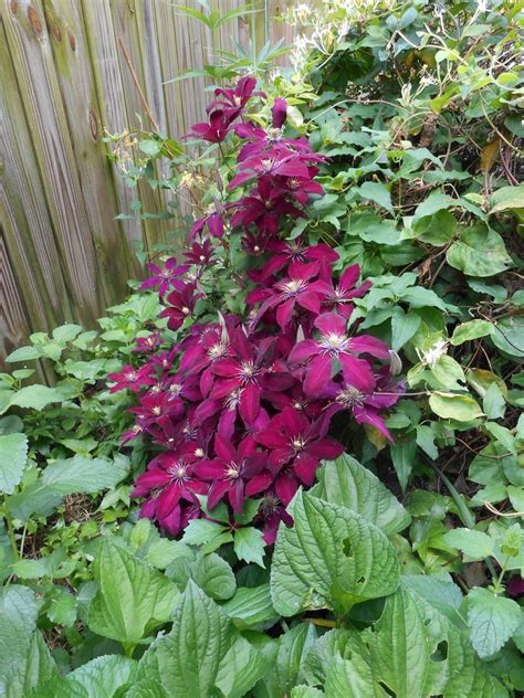 10 Types of Vines That Grow on Trees - ProGardenTips