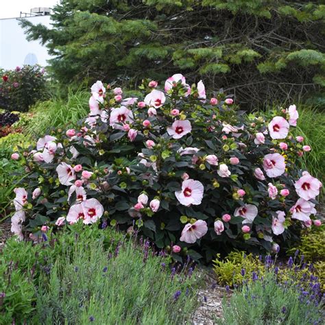 Rose of Sharon: How to plant and grow this exotic-looking shrub | HGTV
