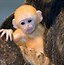 Image result for Super Cute Baby Animals Funny