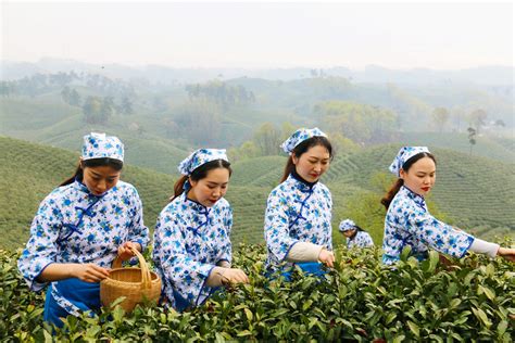 信阳探访毛尖原产地，偶遇漂亮的采茶姑娘，真是一道美丽的风景线