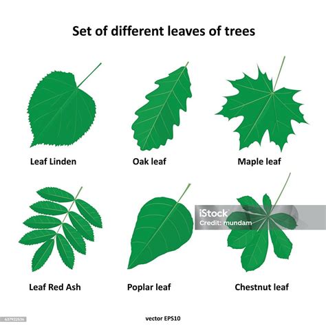 Tree 的图像结果