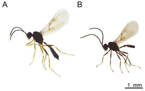 Insects | An Open Access Journal from MDPI