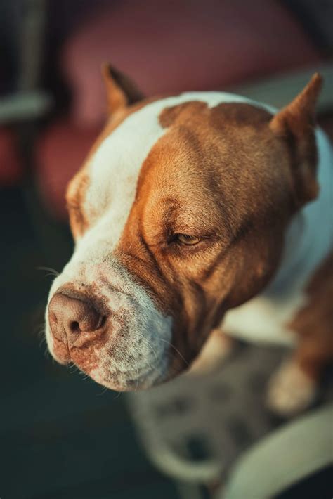 Valley Bulldog Mixed Dog Breed Pictures, Characteristics, & Facts ...