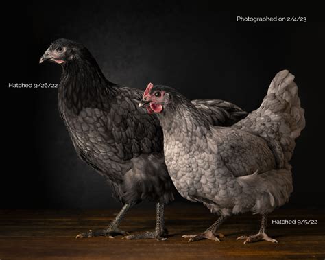 Jersey Giant Chicken History at Eve Milson blog