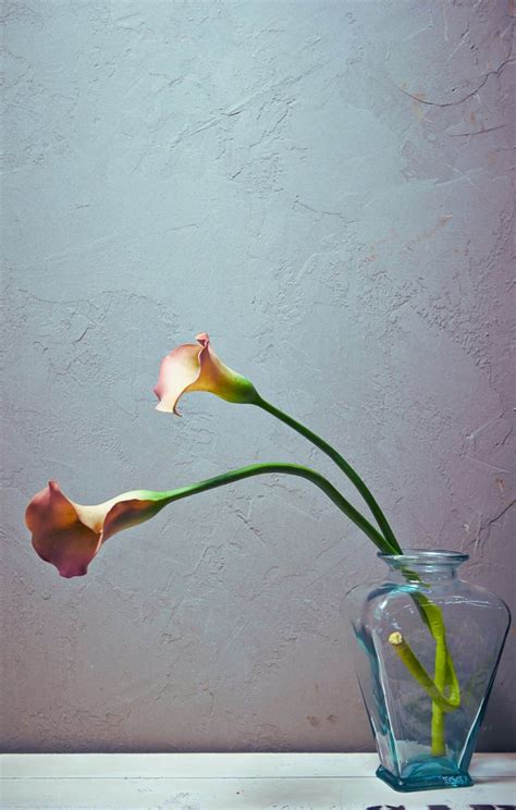 Calla lily care 🌷 🌼 Essential tips for radiant blooms