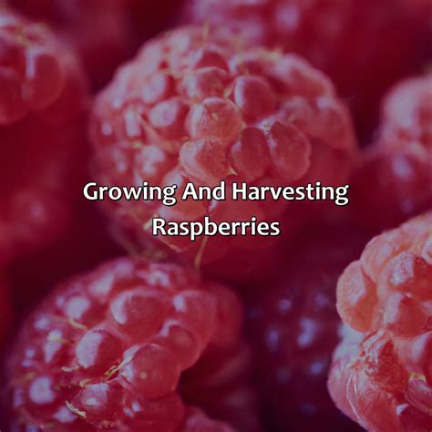 What Color Are Raspberries - colorscombo.com
