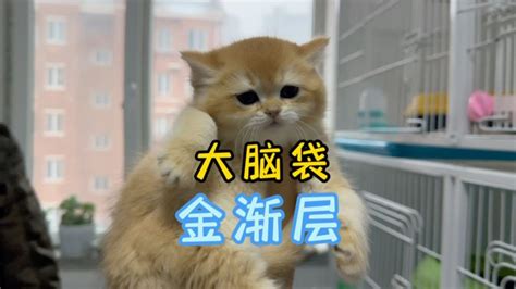 北京欢喜猫科技有限公司_百度百科