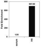 Anti-acetyl-Histone H4 Antibody serum, Upstate® | Sigma-Aldrich