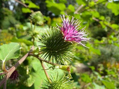 Bildergebnis für arctium lappa