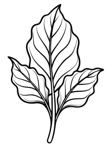 Sorrel coloring book pages for children and adults with vector design ...