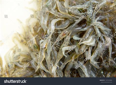 "Freshwater prawn fishing" - 1.191 Ảnh, vector và hình chụp có sẵn | Shutterstock