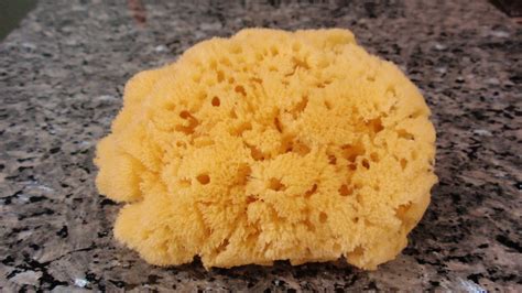 PHYLUM PORIFERA Commercial sponge | Natural sea sponge, Sea sponge, Natural bath