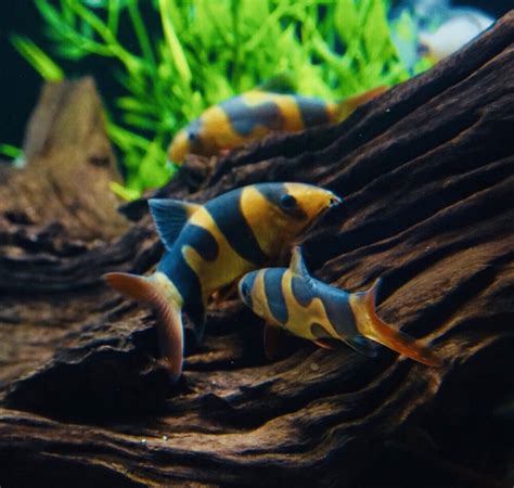 Clown Loach photo