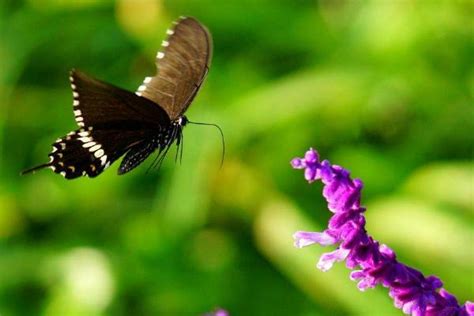 梦见黑蝴蝶是什么意思 女人梦到黑蝴蝶落到自己身上有什么预兆 - 致富热