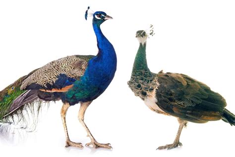 Male And Female Love Birds: A Behavior Guide For Beginners