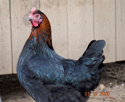 French Copper Marans