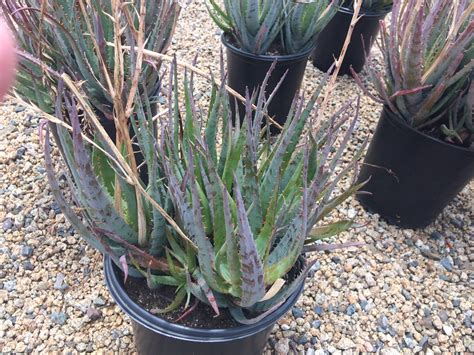 Aloe Blue Elf In The Desert