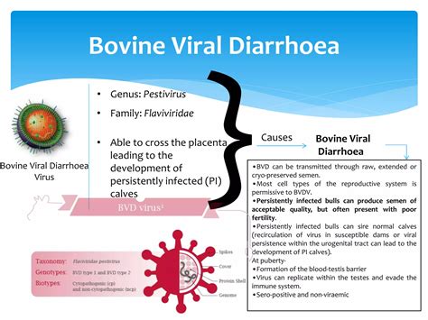 Disease related to breeding bull reproductive system and its management ...