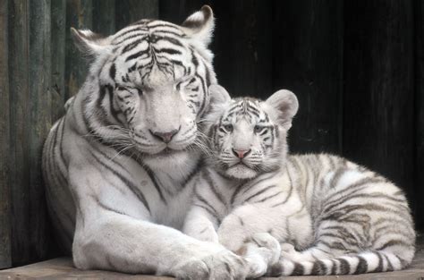 White Tiger Cubs Cuddling