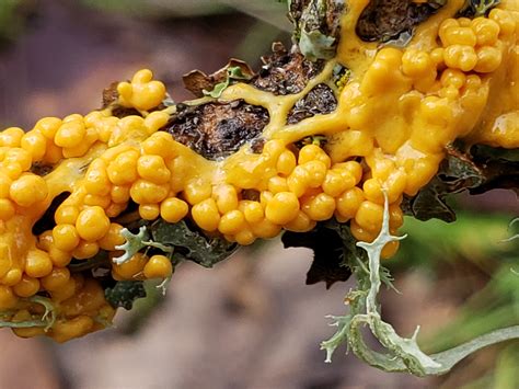 Acellular Slime Mold