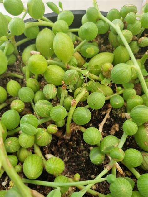 String of Watermelons 20cm Hanging Basket - Click & Plant