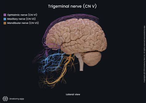 Maxillary Nerve Branches