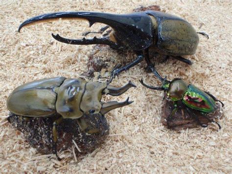 Image result for Alien Full Movie Vimeo