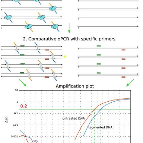 qPCR 的图像结果