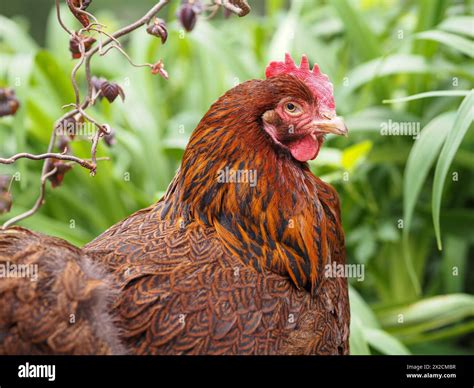 One free range chicken in tall green grass - Partridge Cochin hen with ...