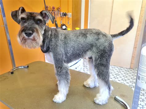 Bubbles and Barks Dog Grooming, The Smart Groomer Tutor Training, Manky ...