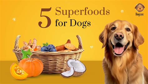 5 Superfoods for Dogs | Dogsee