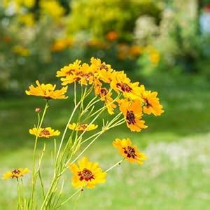 Swa-Deshi Coreopsis Beauty Star Flower Seeds For Kitchen Gardening-120 ...