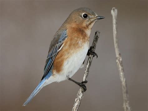 Eastern Bluebird - New York Breeding Bird Atlas