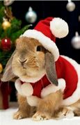 Image result for White Baby Bunnies