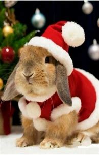 Image result for Girl Baby Bunnies