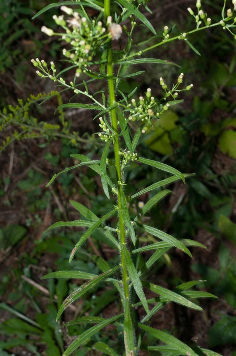 Conyza canadensis (Horseweed)