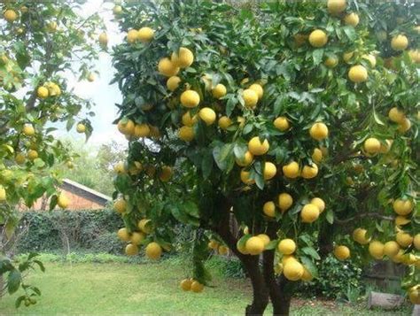 Wholesale Lemon Plant,Lemon Plant Manufacturer & Supplier from Indore India