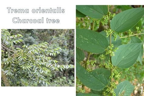 Waghai Botanical Garden | Homepage