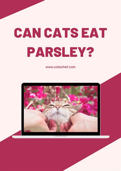 Can Cats Eat Parsley? What's The Deal With This Fragrant Herb?