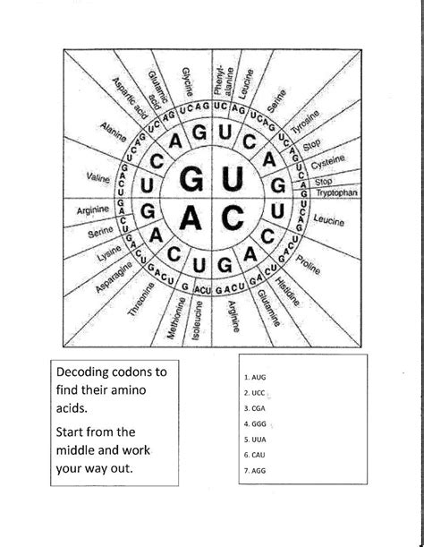 Image result for Codon Chart Practice