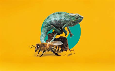 Image result for Biomimetics Examples