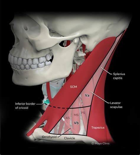 Posterior Triangle Of Neck Omoclavicular (subclavian) Triangle: