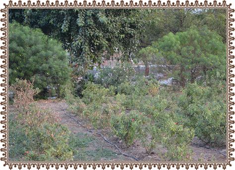 Prasadi Vastu/Sthan | Loyadham