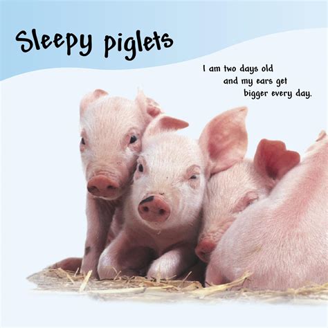 DK图书-猪（Pig）_文库-报告厅