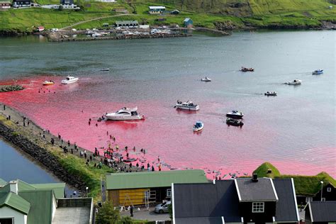 Cruise line apologizes after dozens of whales slaughtered in front of passengers - ABC News