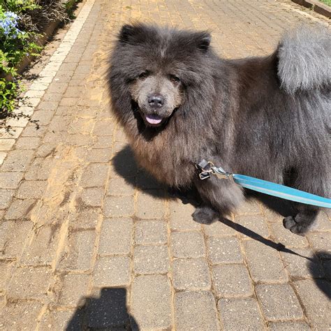 Buy Chow Chow Blue Puppies for Sale in Delhi NCR, India