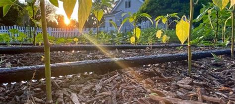 Drip irrigation - 360irrigation