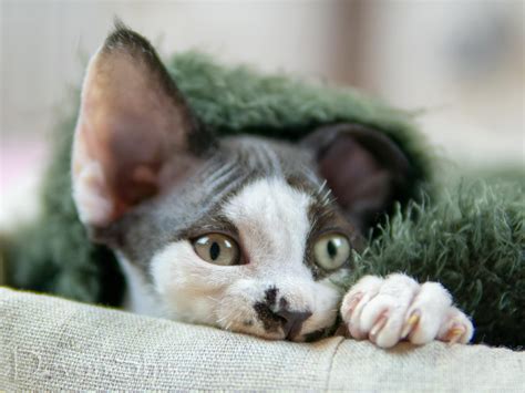 Devon Rex kittens for sale. Best quality. Worldwide delivery.
