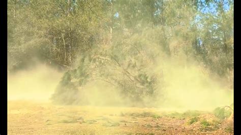 Rezultat imagine pentru Pollen Tree Falling